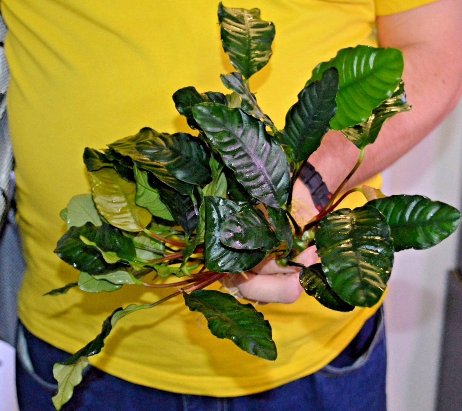 1 x Anubias ""Coffefolia"" Live Aquarium Aquatic Tropical Plant Fish Tank