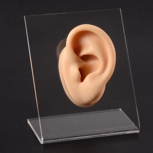 Silicone Ear Model 1:1 Professional Practice Piercing Tools Display Jewelry - Picture 15 of 28