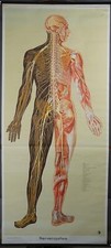 Schulwandkarte Rollbild Nervensystem Mensch Medizin Poster