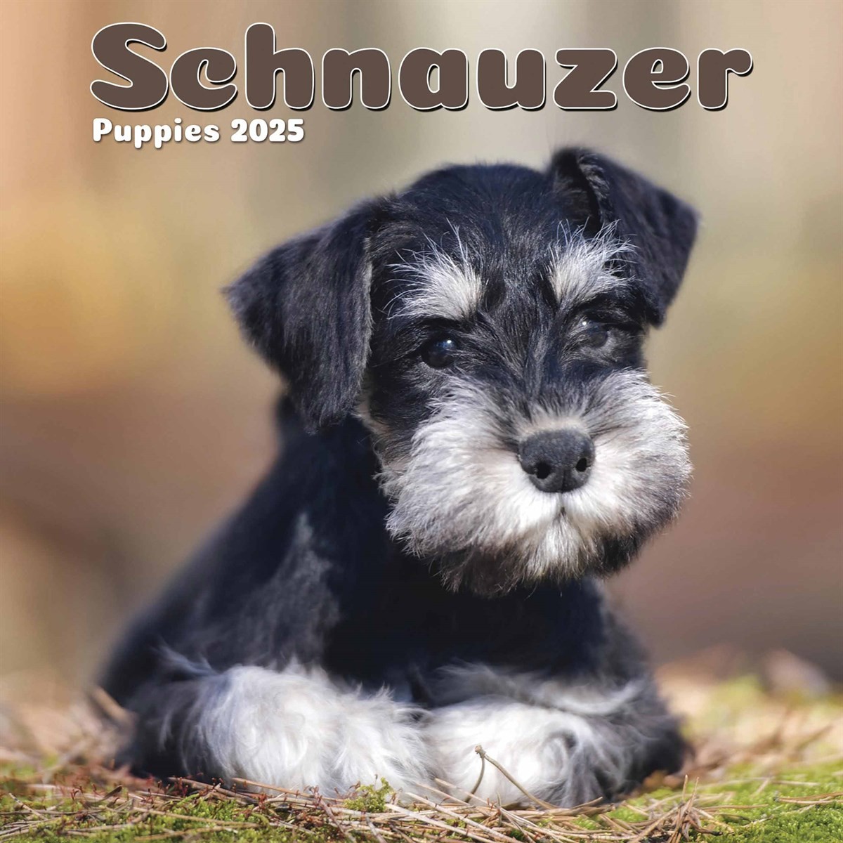 Standard Schnauzer White Miniature Schnauzer For Sale Near Me