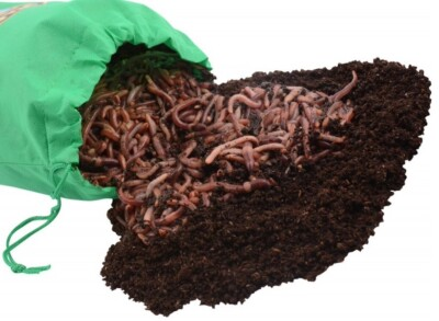 #ad #ad 250 Count Super Red European Night Crawlers $38.95