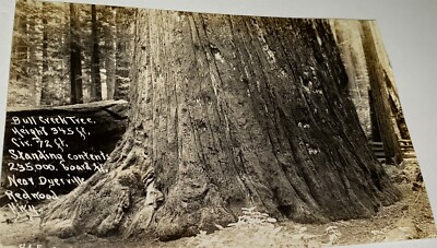 Rare Antique American Dryerville Redwood with Carving Real Photo Postcard RPPC!