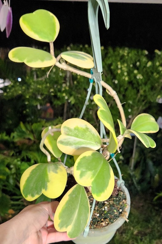 Hoya Kerrii variegata Sweetheart plant in 6" Pot 13" Tall 10" Wide