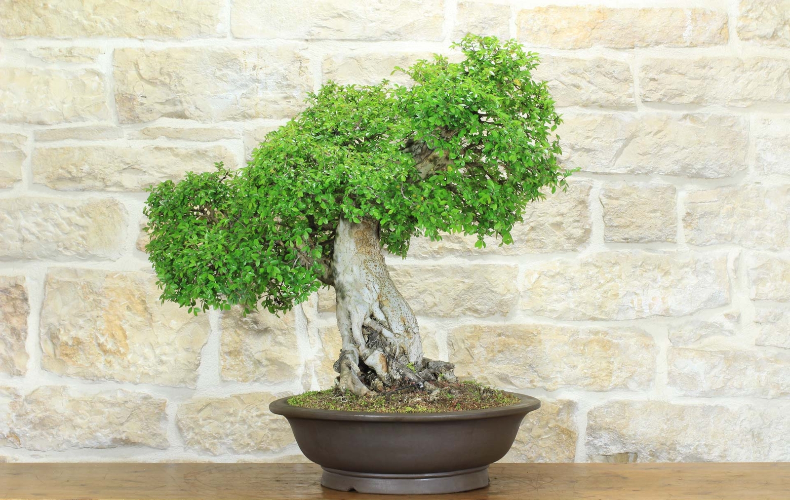 Bonsai di Olmo Cinese (151)