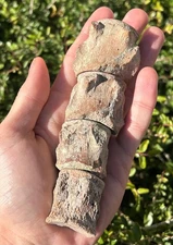 Fossil Mosasaur Vertebrae Lot of 4 Kansas Dinosaur Bones Cretaceous Reptile