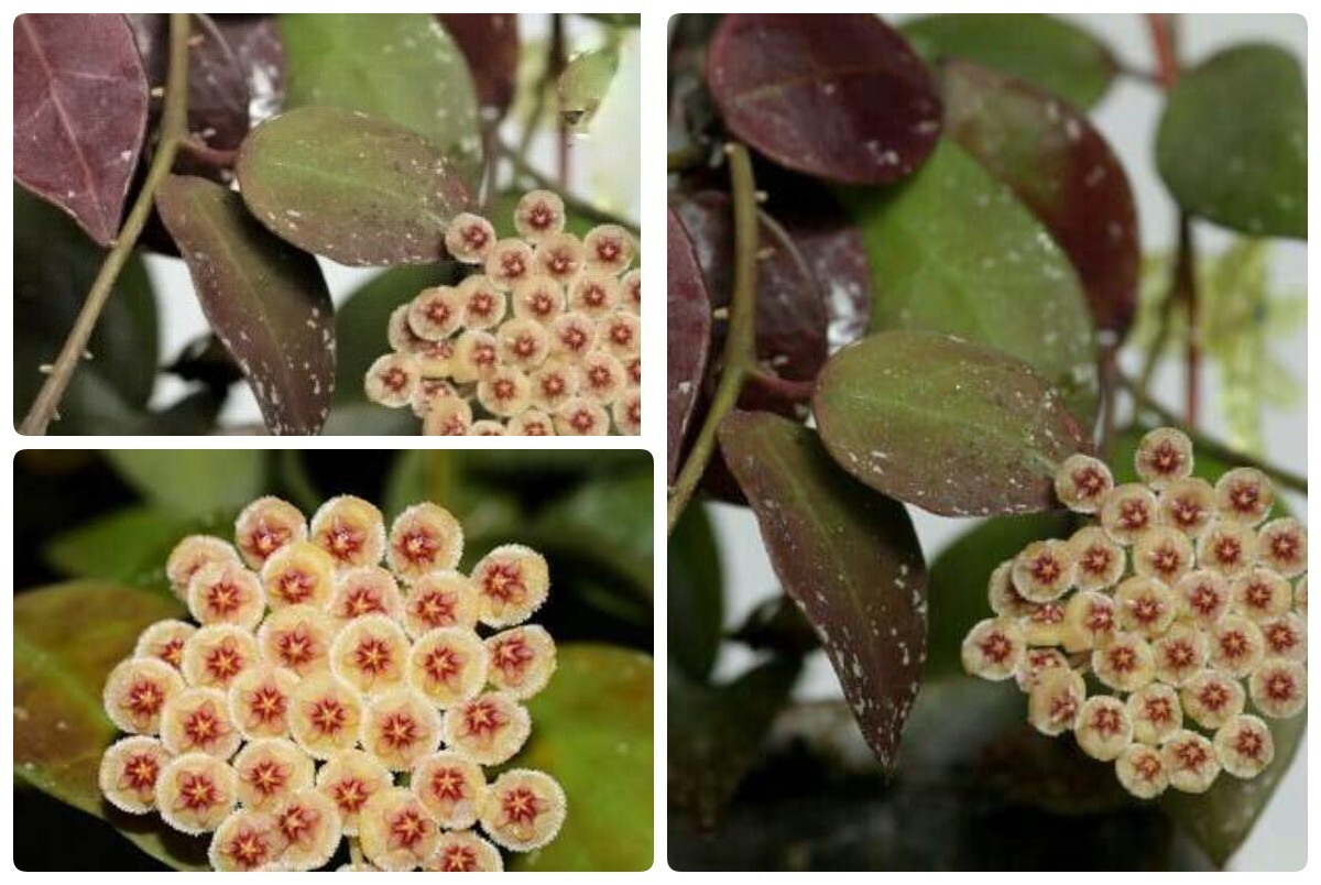 Hoya unbewurzelter Ableger/unrooted suckers Pflanze (no philodendron