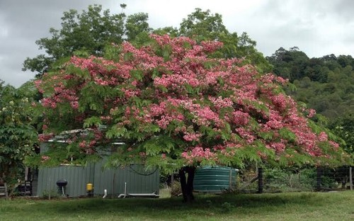 ROSE CASSIA 5 SEEDS CASSIA MARGINATA FLOWERING TREE - Picture 5 of 5