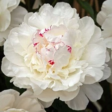 1 Festiva Maxima Double Peony Live Perennial White Flower Root Bulb