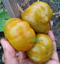 Kozula 179 Zebra Volta Tomato - 10 Seeds!