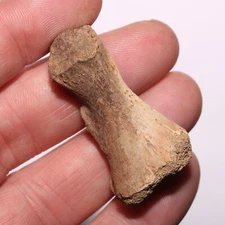 Dinosaur Age Bone Fossil - Very Good Specimen - Cretaceous Hell Creek Formation