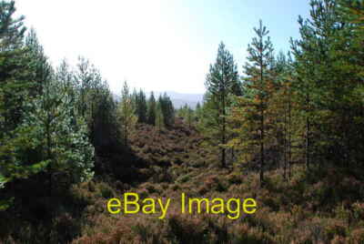 Foto 6x4 Forstgrenze Coylumbridge Dieser schmale Korridor markiert die e c2008
