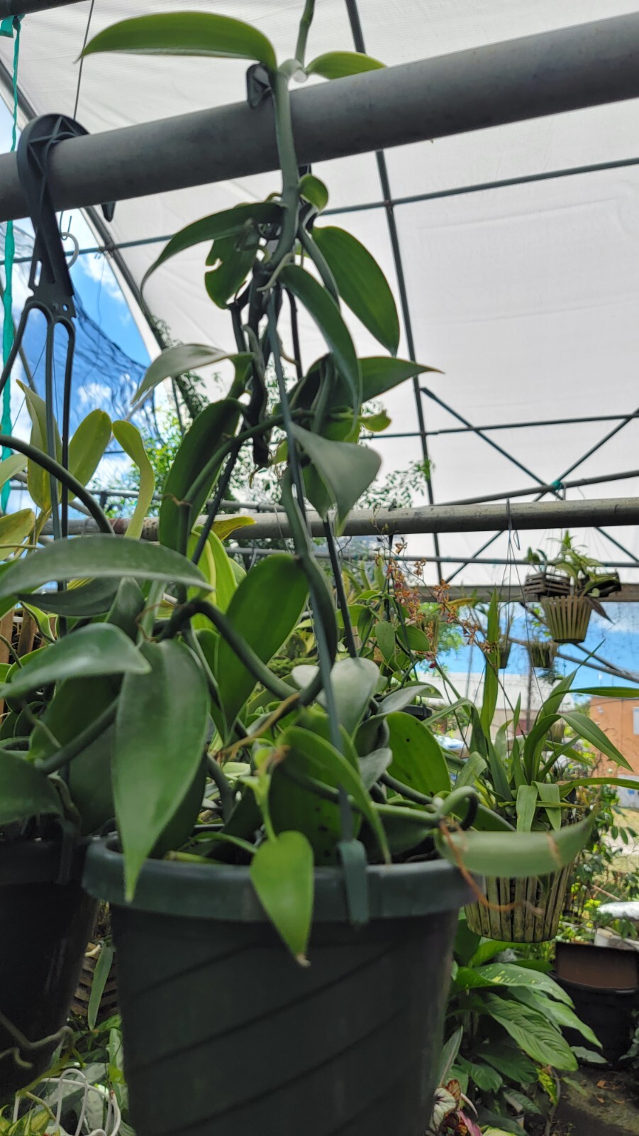 Vanilla Bean Orchid Live Plant10 Inches Rooted Stem Falak Tayyeb