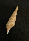 Annulaturris cryptorraphe Sowerby 67 mm Philippines — photo 5