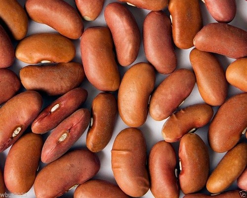 kidney bean,large light red (1/4 lb seeds) non-gmo heirloom