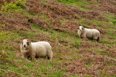 Foto A3 Schafe bei Penrhyndeudraeth, Gwynedd zwei Schafe, die das Gras mampfen c2010