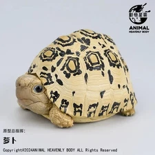【In-Stock】 Animal Heavenly Body Leopard Tortoise Statue Stigmochelys pardalis