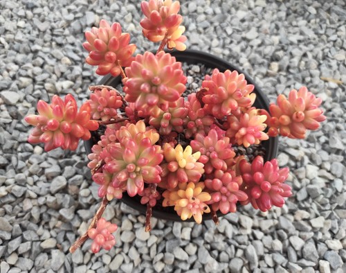 10x Ableger Sedum rubrotinctum, ca 10cm, Sukkulente mit besonderer Farbgebung - Bild 11 von 12