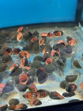 12 RED LIP LIVE SNAILS PACK Aquarium Moss Java Shrimp Snail