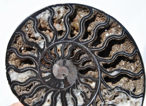 RARE 1 in 100 BLACK Ammonite Split PAIR Deep Crystals XXLARGE 7.5" 185mm 3054xx - Picture 12 of 12