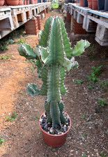 EUPHORBIA COOPERI (BLU) - SUCCULENTA - PIANTA DA GIARDINO - H 50 CM