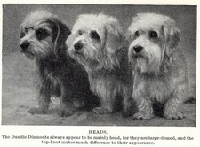 Dandie Dinmont "Trio" - 1934 Vintage Dog Art "Photo" Print - CUSTOM MATTED 5x7