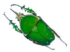 Mecynorrhina torquata immaculicollis MAL | CAMEROON | AS PICTURED | A1 | +/-80MM