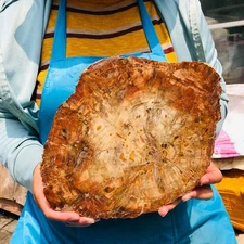 5.67LB Natural Petrified Wood Crystal Fossil Slice Shape Specimen Healing 1325