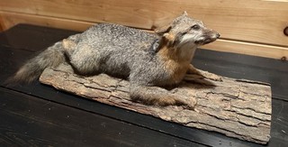 Vintage Gray Fox Full Body Taxidermy Mount Natural Wood Base
