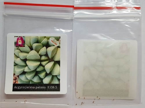 Argyroderma patens 10 x Seeds mesemb related to Lithops Conophytum LIVING STONE - Picture 2 of 4