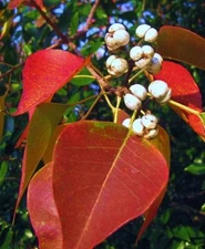 3 LIVE PLANT CHINESE TALLOW TREE POPCORN CHICKEN FLORIDA ASPEN TRIADICA SEBIFERA