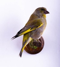 Taxidermie Oiseau Chardonneret Support Mural Petite Peluche Chloris Chloris