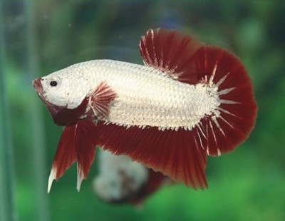 red dragon female betta