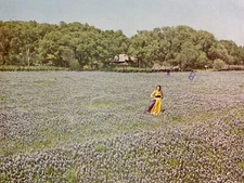 Rare Beautiful Bluebonnets in Texas Walcott & Sons Vintage Postcard Posted 1979