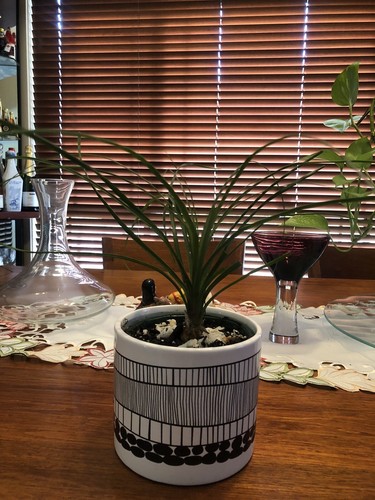 Pony Tail Miska: A Bonsai In A Attractive Pot - Picture 3 of 4