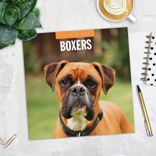 Boxers 2025 Square Wall Calendar