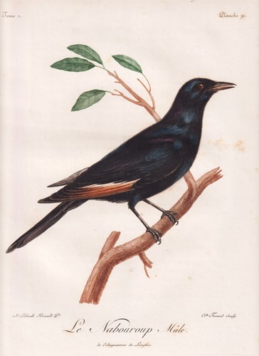 Pale-winged starling birds color etching etching Levaillant 1799
