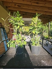 XXL TOWER Hoya Pubicalyx Splash Tropical Houseplant wax Plant 37"