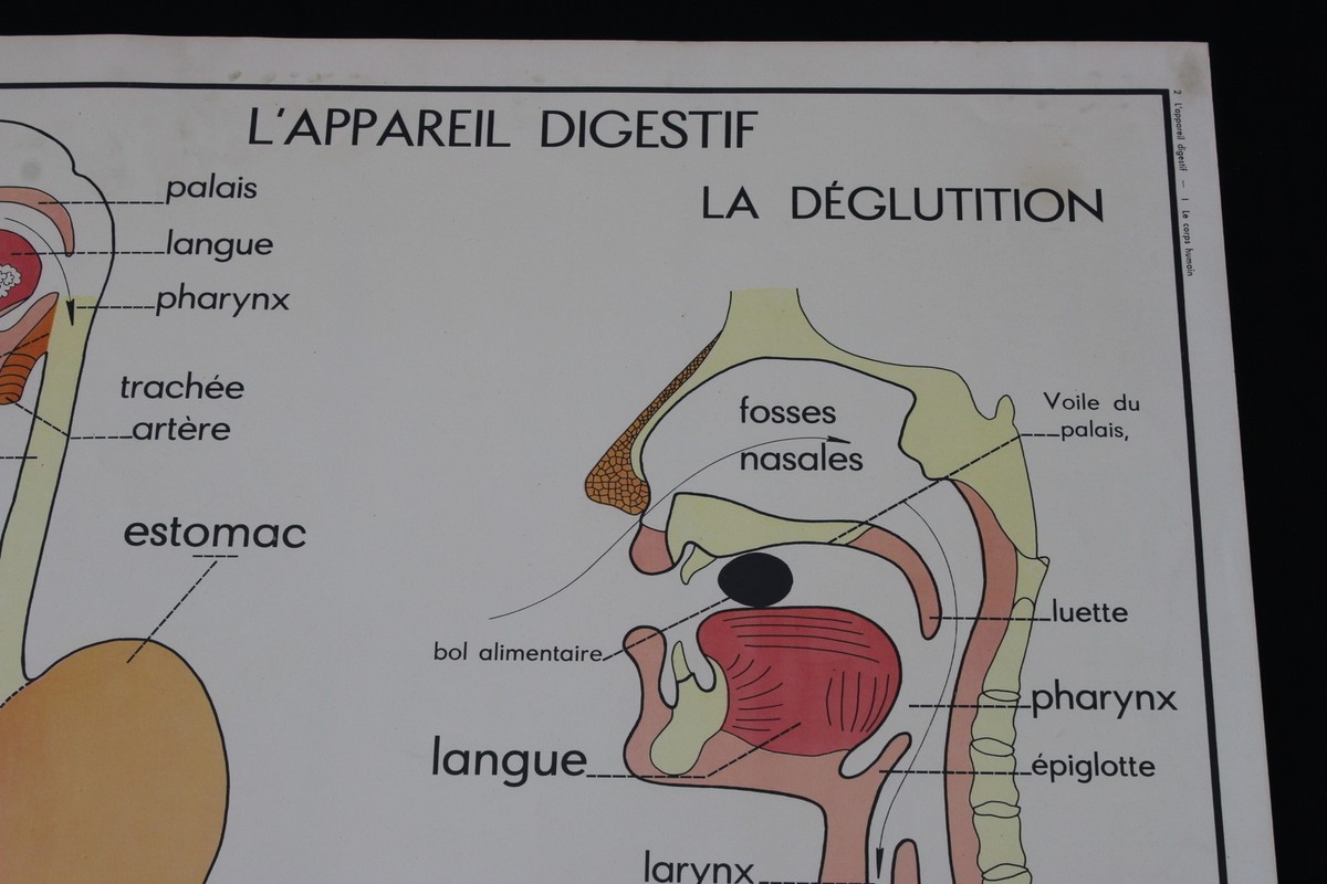 Lot De 2 Cartes Scolaires Rossignol - Le Corps Humain Et L'appareil Digestif - Vintage