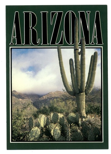 Chapeau dos vintage Arizona Saguaro cactus cousu graphique sangle cuir