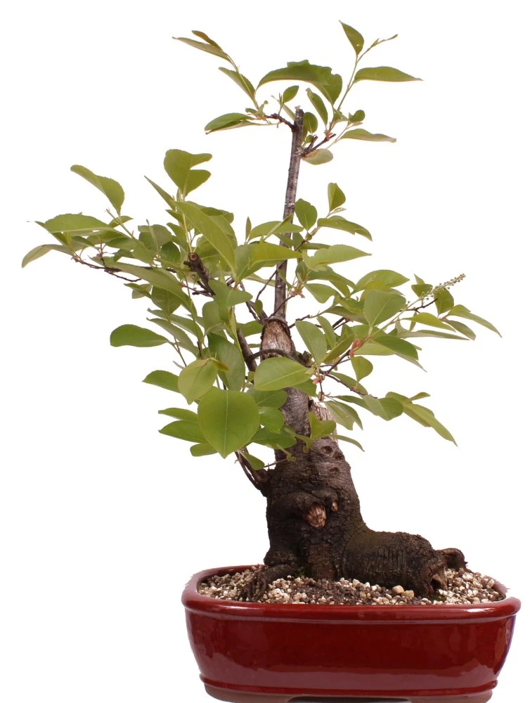 honeysuckle bonsai Japanese Honeysuckle Bonsai Tree main image 1