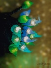 35 Ct. LED Battery Operated String Light handmade Coastal beach