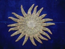 6-1/2 to 8" MULTI-LEG STARFISH SEA SHELL BEACH DECOR TROPICAL REEF CRAFTS