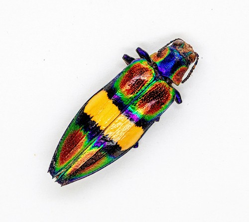 Beetle - Buprestidae - Chrysochroa toulgoeti (MorF)  -Cameron Highlands,Malaysia