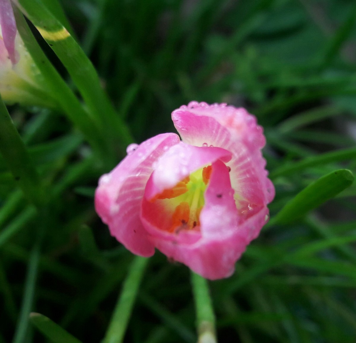 Rain Lily Bulb💖Zephyranthes 'Sweet Heart'💖Rainflower Fairy