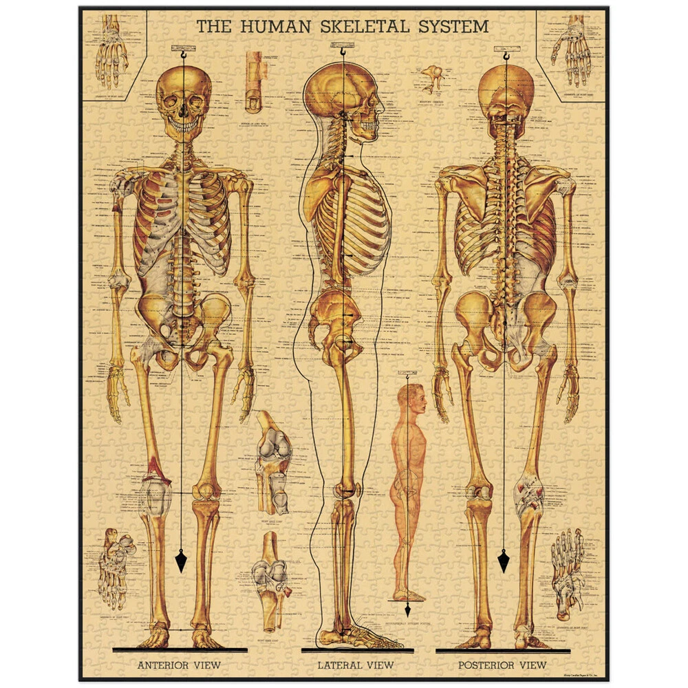 1000pc Cavallini Jigsaw Puzzle Skeletal System 55x70cm Educational Game 