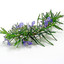 Rosemary's Jewelry Garden