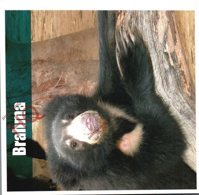 Ansichtskarte: Bär, Brahma, Internationale Tierrettung