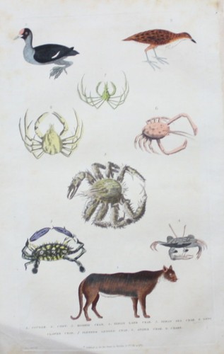 1780 - Krabbe Krabben crab Puma cougar Vogel bird animals engraving Kupferstich