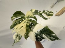 Monstera Albo top cutting EBAY-2609-001