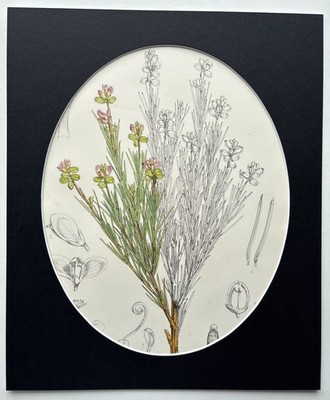Antike botanische Blumenpflanze handkoloriert Gravur 1874 John Nugent Fitch